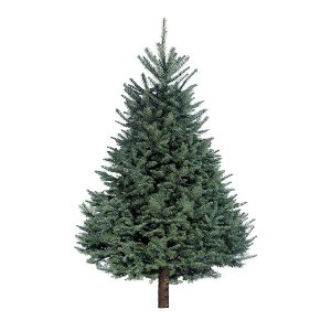 Save $5.00 on Fresh Cut Christmas Tree $39.99 and up