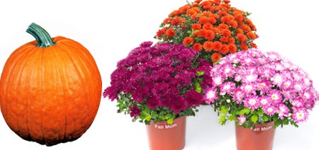 free pumpkin when you buy three outdoor mums Kroger Coupon on WeeklyAds2.com